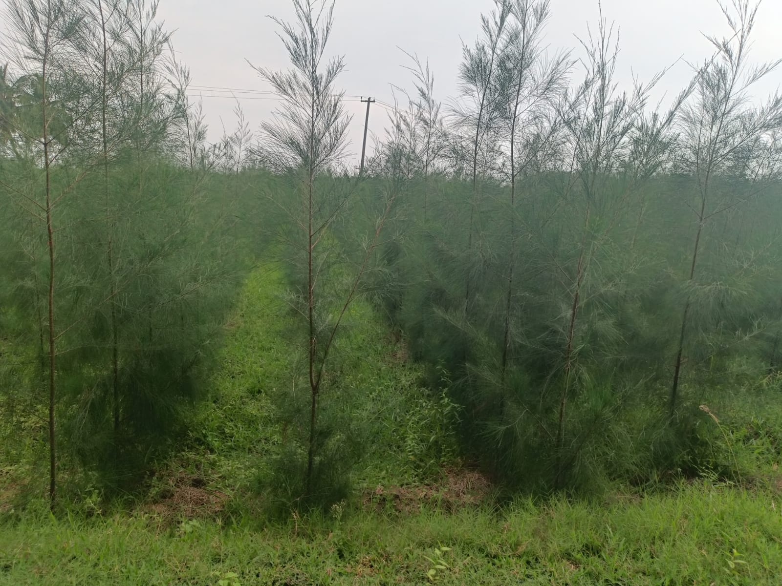 Casuarina Clone